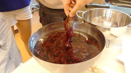 AlgaeFood 6